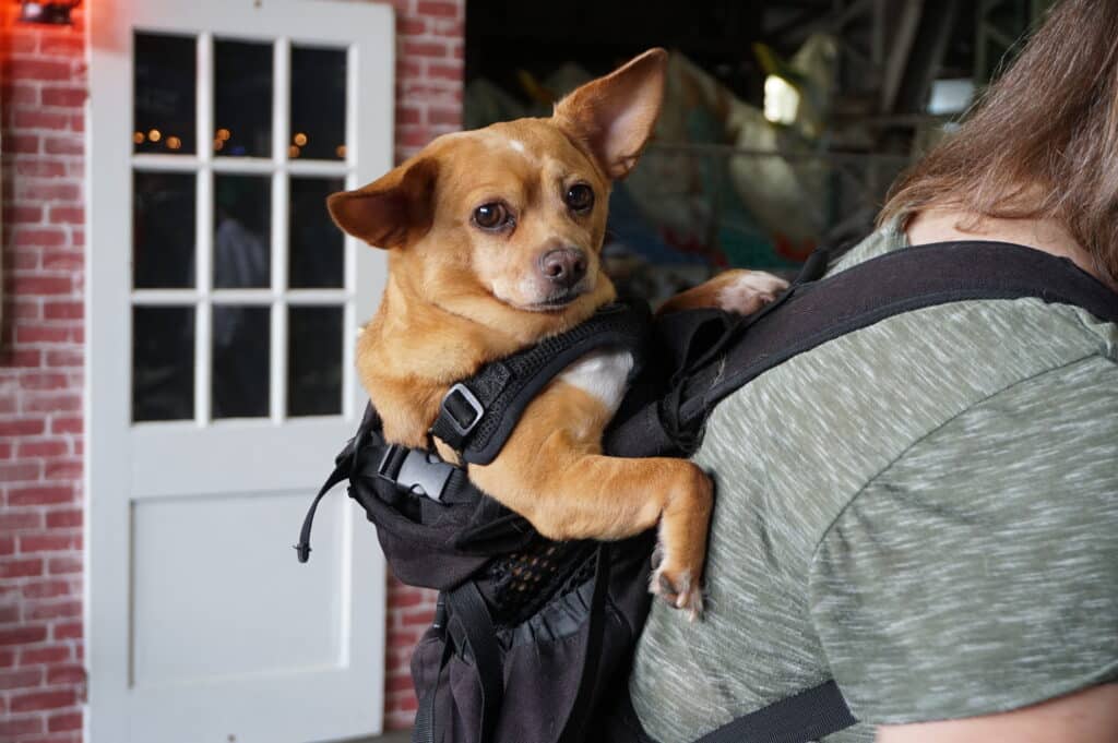 The Dogs of MADE 2026
